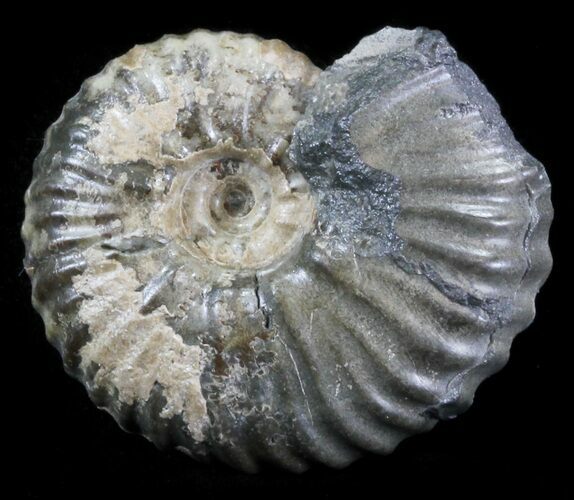Acanthohoplites Ammonite Fossil - Caucasus, Russia #30093